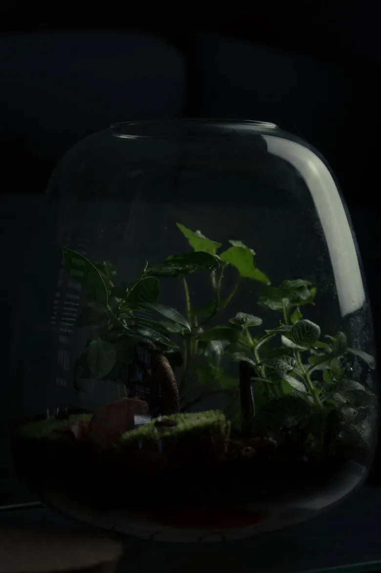 Kit terrarium 3 plantes diy jardin d’asie