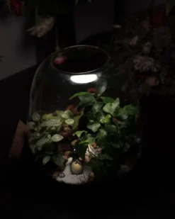 Kit terrarium 3 plantes diy jardin d’asie