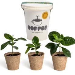 Kit trio de café à faire pousser
