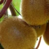 Kiwi autofertile 'jenny' taille du pot - en pot de 1,5 litres