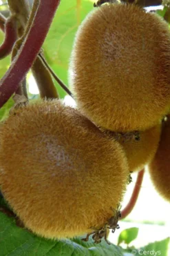 Kiwi autofertile 'jenny' taille du pot - en pot de 1,5 litres