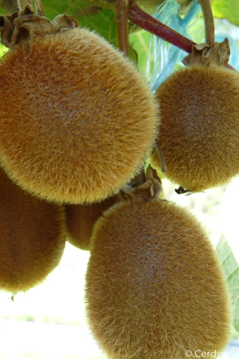 Kiwi autofertile 'jenny' taille du pot - en pot de 1,5 litres