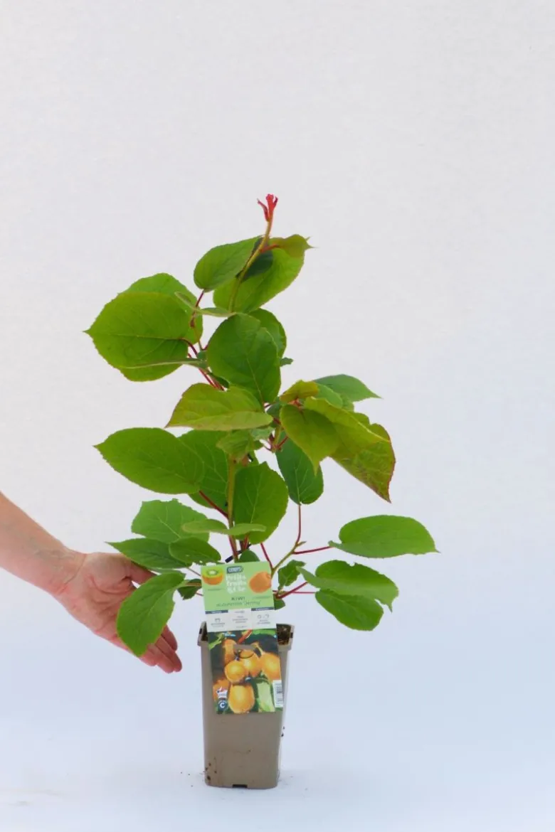 Kiwi autofertile 'jenny' taille du pot - en pot de 1,5 litres