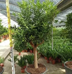 Kumquatier 7 l 100-120 cm