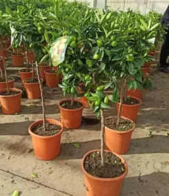 Kumquatier 7 l 100-120 cm
