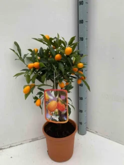 Kumquatier 7 l 100-120 cm