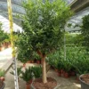 Kumquatier 4 l 30-50 cm