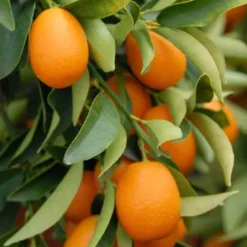 Kumquatier 4 l 30-50 cm
