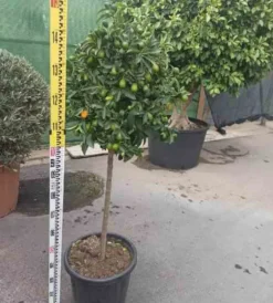 Kumquatier 65 l 125-150 cm -18-20 péri