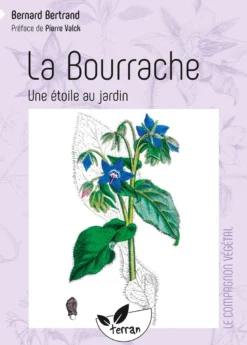 La bourrache, une étoile au jardin