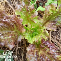 Laitue batavia rouge grenobloise bio