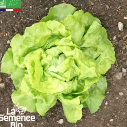 Laitue reine de mai de pleine terre bio