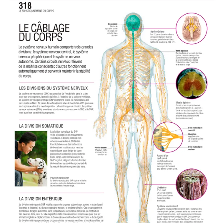 Le grand guide visuel du corps humain