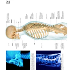 Le grand guide visuel du corps humain