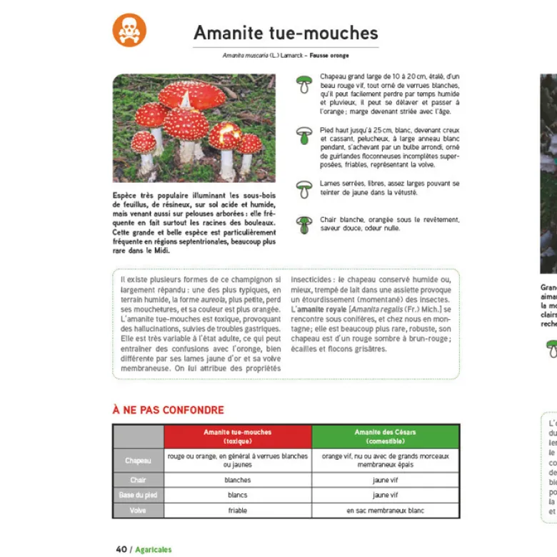 Le Grand Livre des champignons 2027