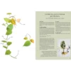 Le guide de la multiplication des plantes d'intérieur