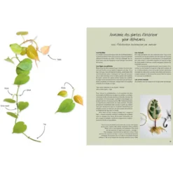 Le guide de la multiplication des plantes d'intérieur