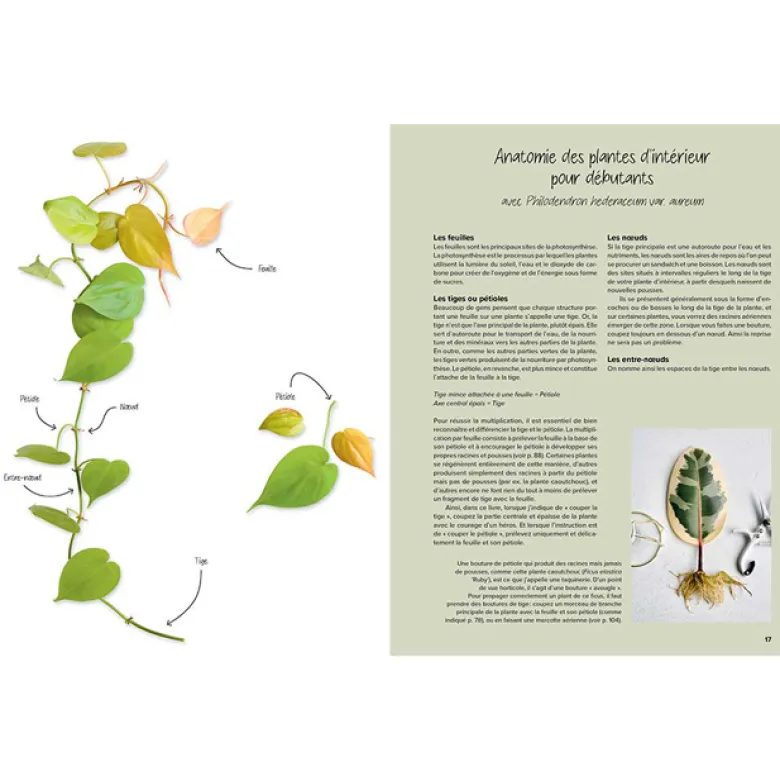 Le guide de la multiplication des plantes d'intérieur