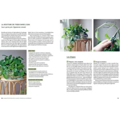 Le guide de la multiplication des plantes d'intérieur