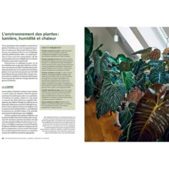 Le guide de la multiplication des plantes d'intérieur
