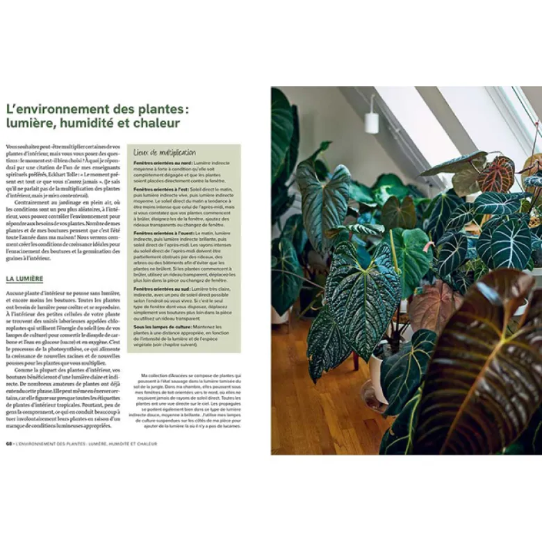 Le guide de la multiplication des plantes d'intérieur