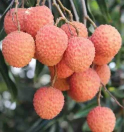 Litchi kwai may rose 25 l- 125-150 cm