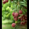 Litchi mc lean 7 l 40-60 cm