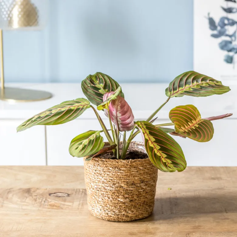 Lot de 2 maranta + cache-pots