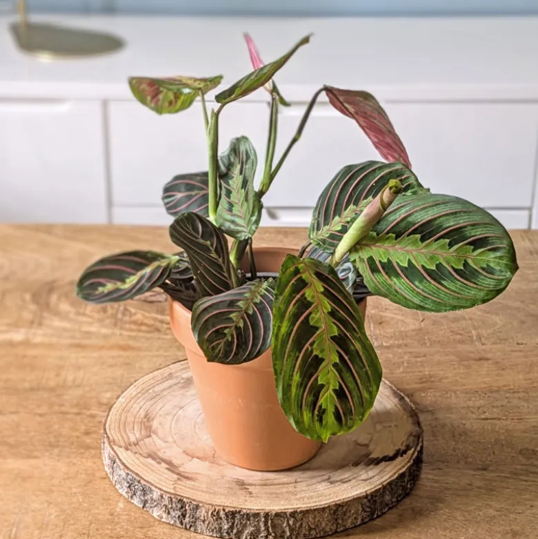 Lot de 2 maranta + cache-pots