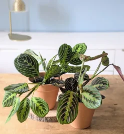 Lot de 2 maranta + cache-pots
