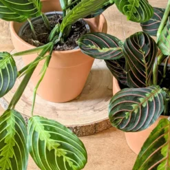 Lot de 2 maranta + cache-pots
