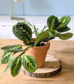Lot de 2 maranta + cache-pots