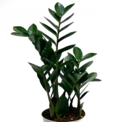 Lot de 3 plantes d'intérieur résistantes