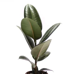 Lot de 3 plantes d'intérieur résistantes