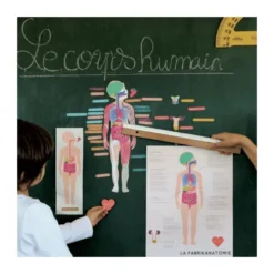 Magnets le corps humain
