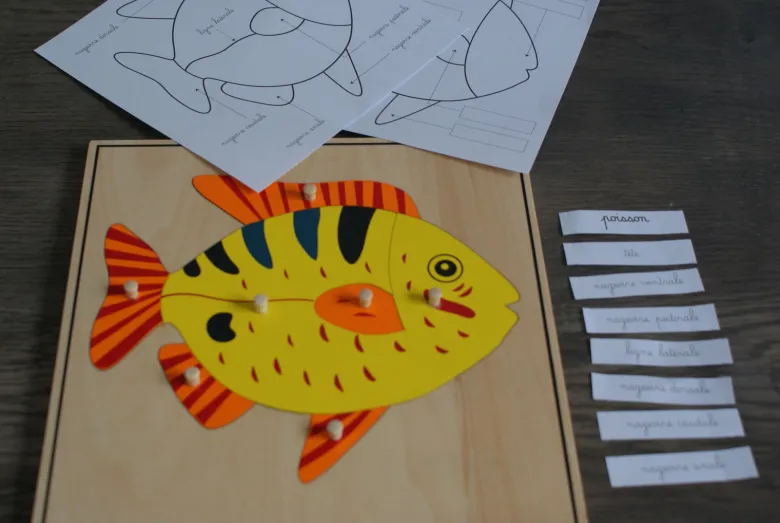 Mamontessoribox puzzle zoologie poisson