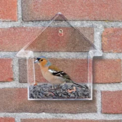 Mangeoire de fenêtre oiseaux sauvages