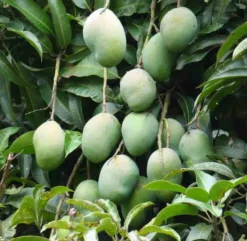 Manguier var. Osteen 35 l 150-175 cm