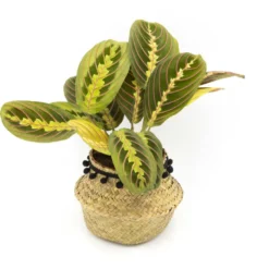 Marenta, plante tropicale dépolluante