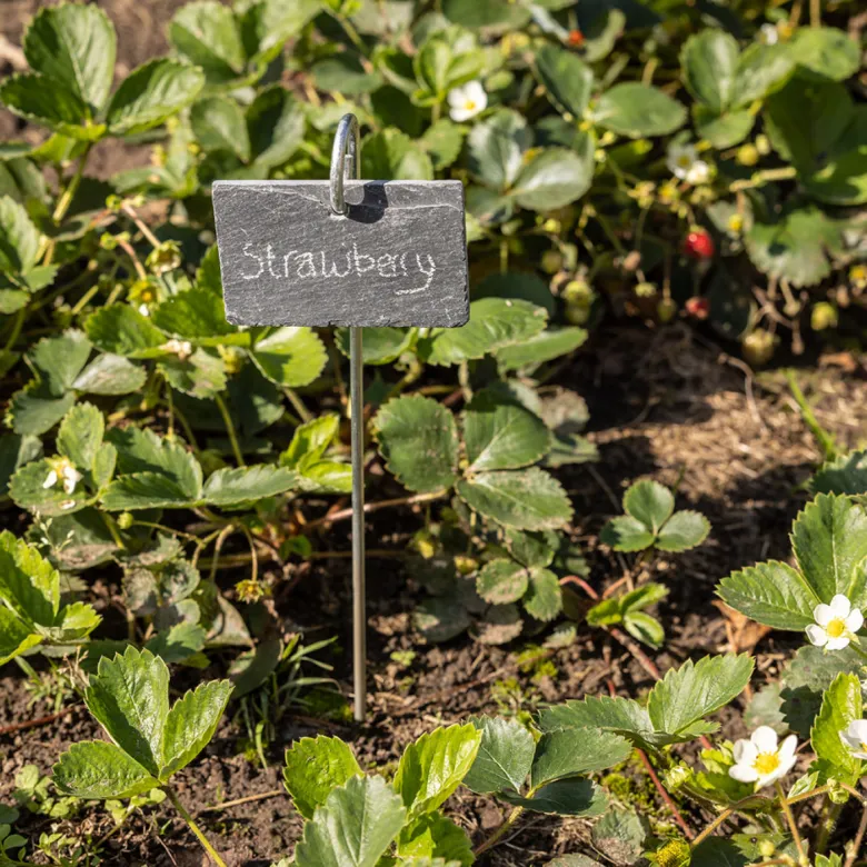 Marqueur de plantes en ardoise sur tige