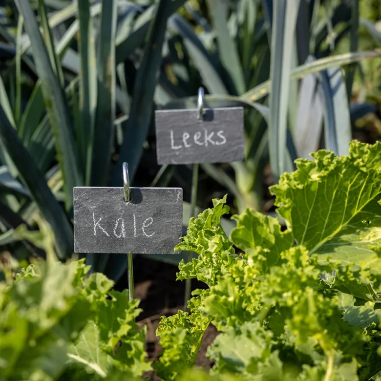Marqueur de plantes en ardoise sur tige