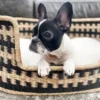 Maya, panier naturel chien noir l