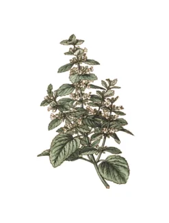 Melisse bio feuille france 25g