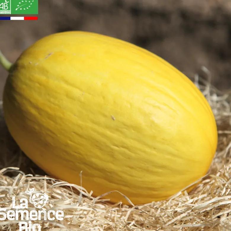 Melon jaune canari hâtif 3 - graines bio