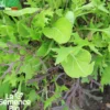 Mesclun asiatique - graines bio