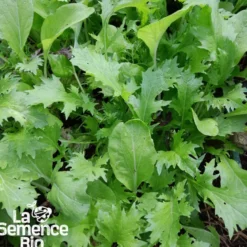 Mesclun asiatique - graines bio