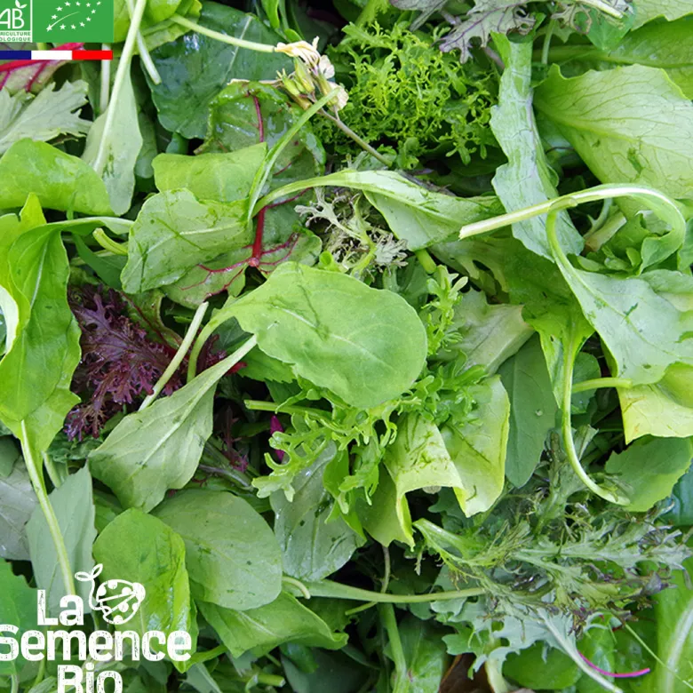 Mesclun crétois bio