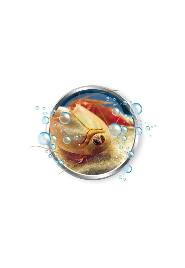 Mes premiers triops