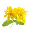 Millepertuis - huile essentielle bio - 5ml garantie chromacert® - chémotypée & i