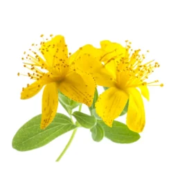 Millepertuis - huile essentielle bio - 5ml garantie chromacert® - chémotypée & i